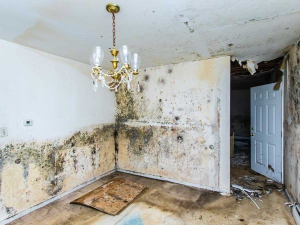 Real Estate Water Damage Wall Repair in Brisbane